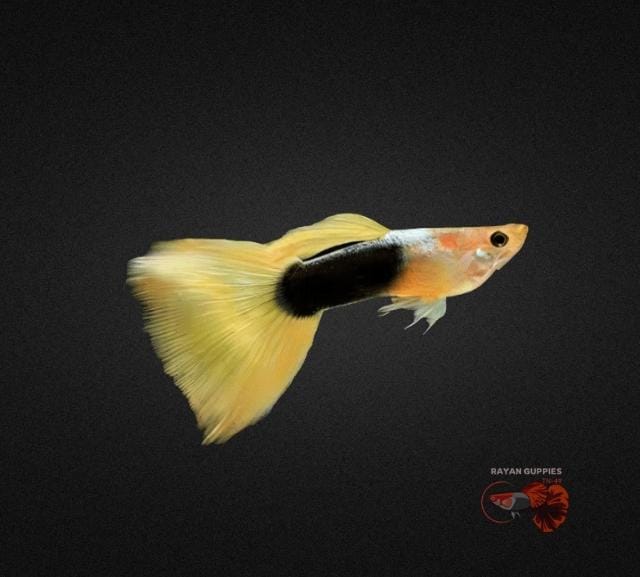 Yellow Tuxedo Guppy Premium Quality